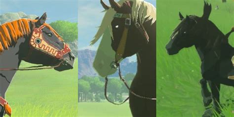 unique horses botw|all special horses botw.